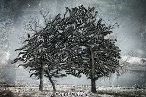 Poison Tree. Part of my Underwater Surrealism series. Ima... by Conor Culver 